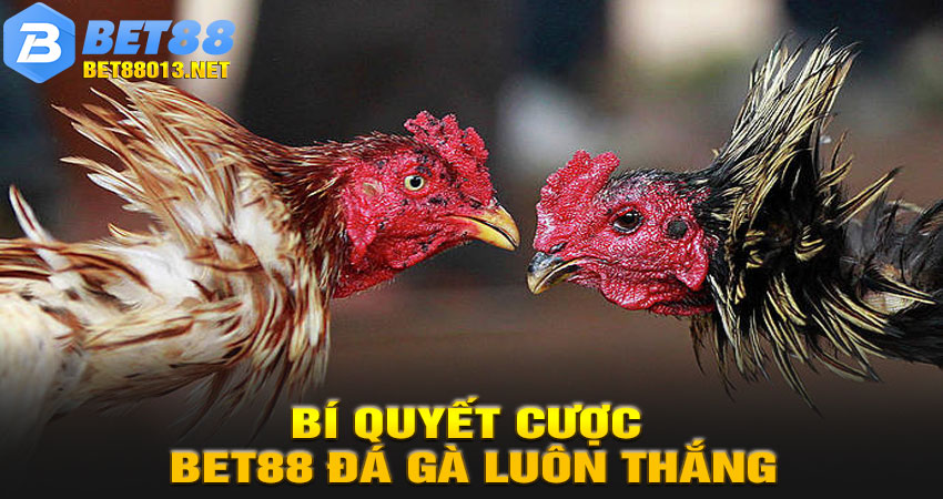 Bí quyết cược BET88 Đá Gà luôn thắng
