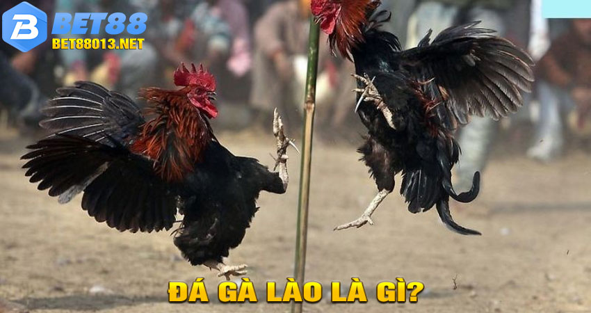 Đá Gà Lào Là Gì?