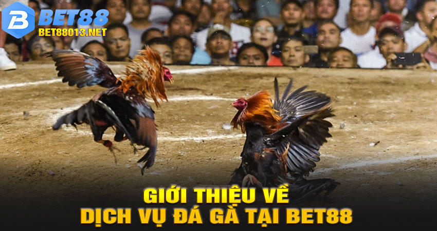Giới thiệu về dịch vụ Đá Gà tại BET88