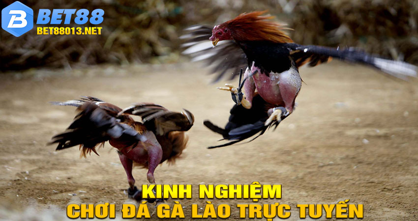 Kinh Nghiệm Chơi Đá Gà Lào Trực Tuyến Dễ Thắng