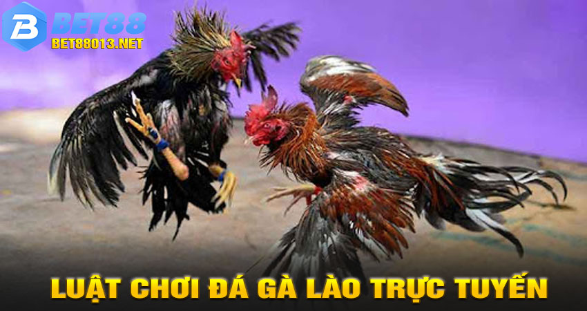 Luật Chơi Đá Gà Lào Trực Tuyến