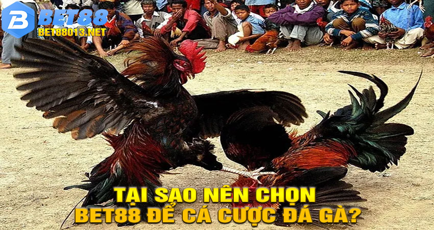 Tại sao nên chọn BET88 để cá cược đá gà? 