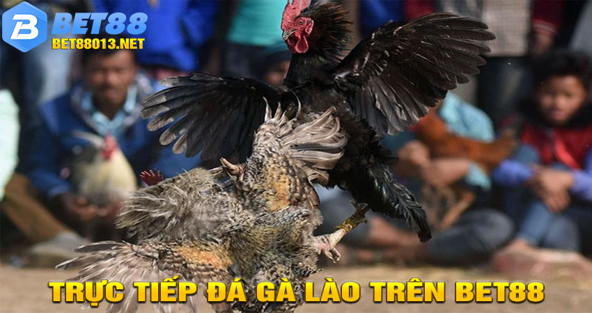 Tại Sao Nên Xem Trực Tiếp Đá Gà Lào Trên Bet88?