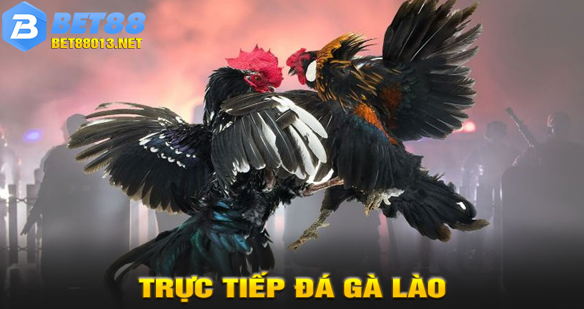 Trực Tiếp Đá Gà Lào